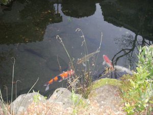 池と錦鯉