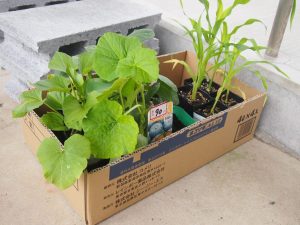 思い思いの野菜の苗を購入