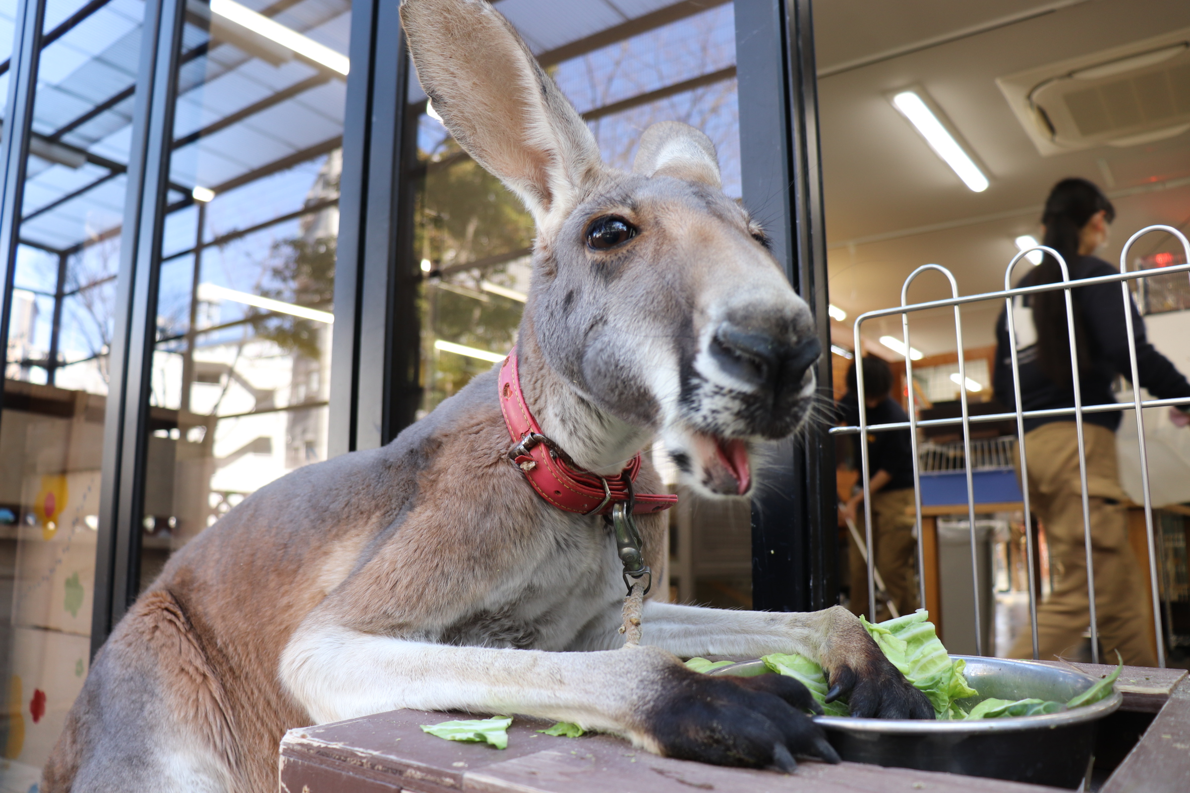 【動物】動物園飼育体験
