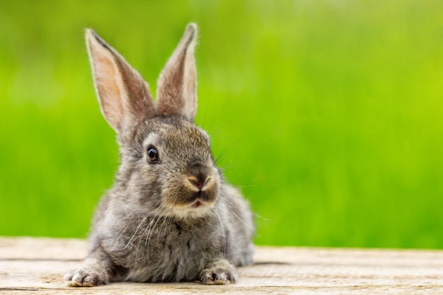 【動物】動物の取り扱い方法について学ぼう！