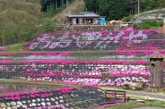 芝桜の苗の植栽ボランティア活動に参加しました